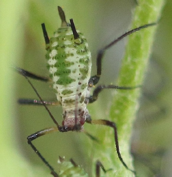 macrosiphoniella_millefolii_1.jpg