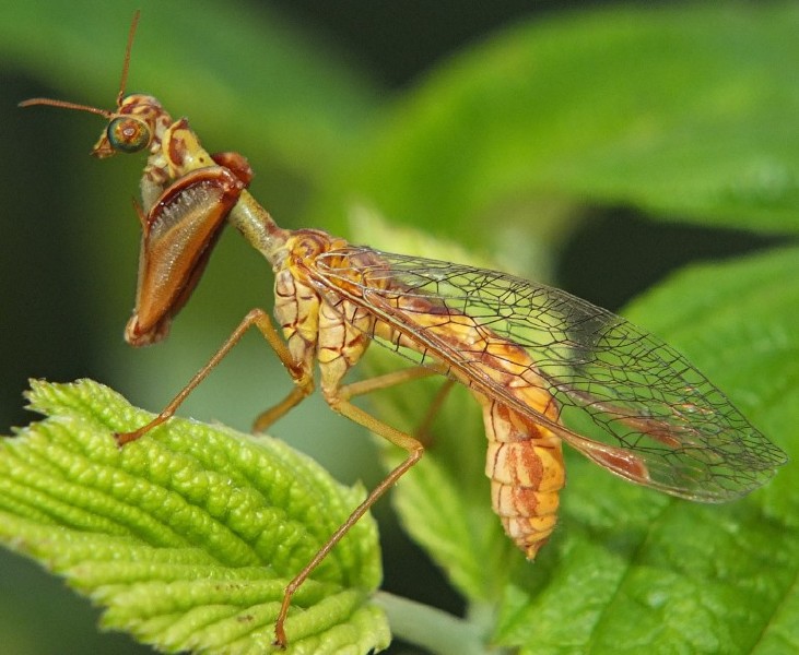 mantispa_styriaca_1.jpg