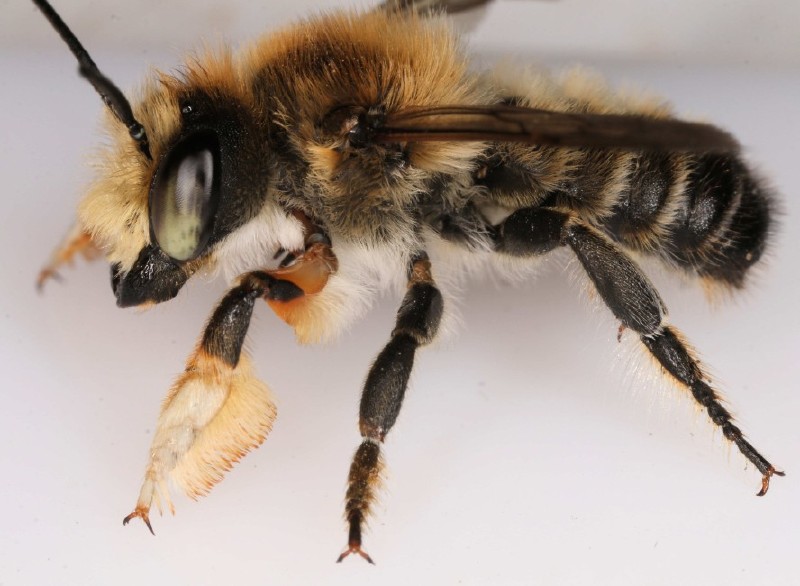 megachile_maritima_male.jpg