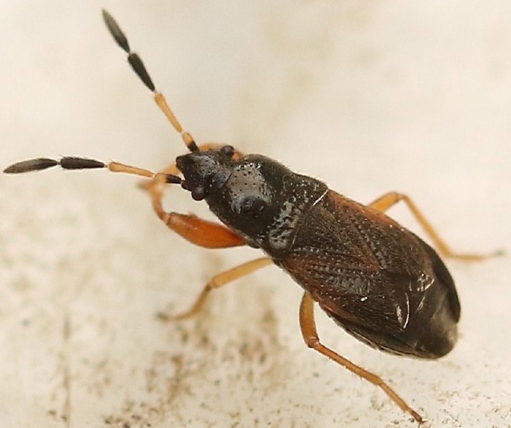 megalonotus_antennatus.jpg