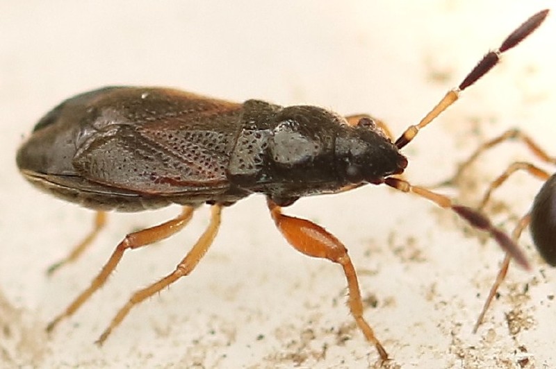 megalonotus_antennatus_1.jpg