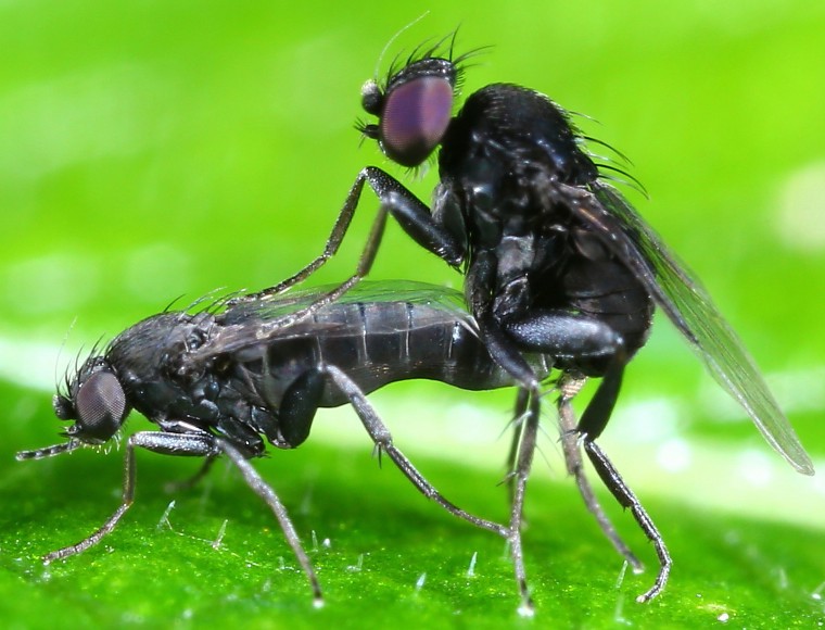 megascelia_sp_copula.jpg