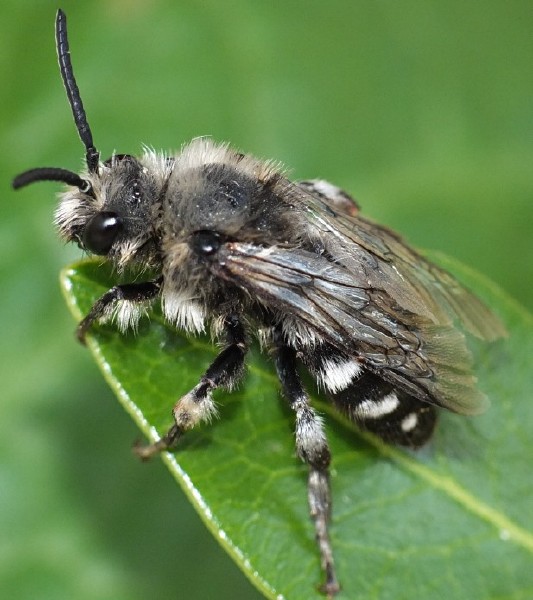 melecta_luctuosa.jpg