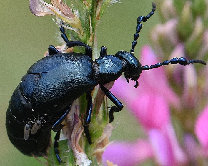 meloe_proscarabeus_male.jpg