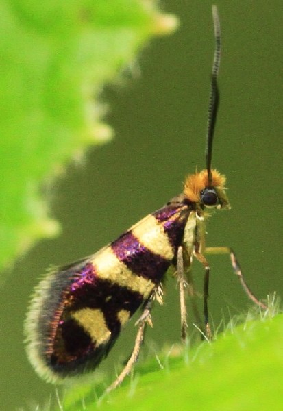 micropterix_rothenbachii.jpg