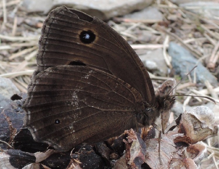 minois_dryas_male.jpg