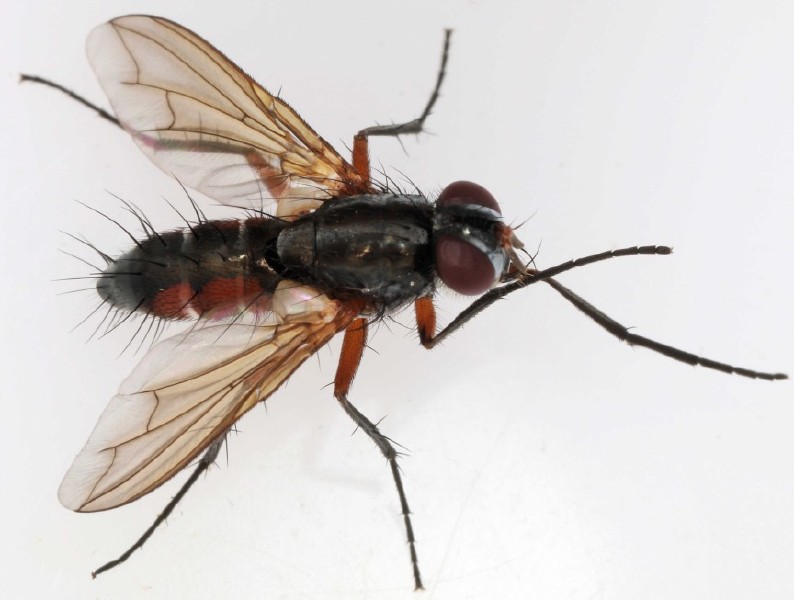 mintho_rufiventris.jpg