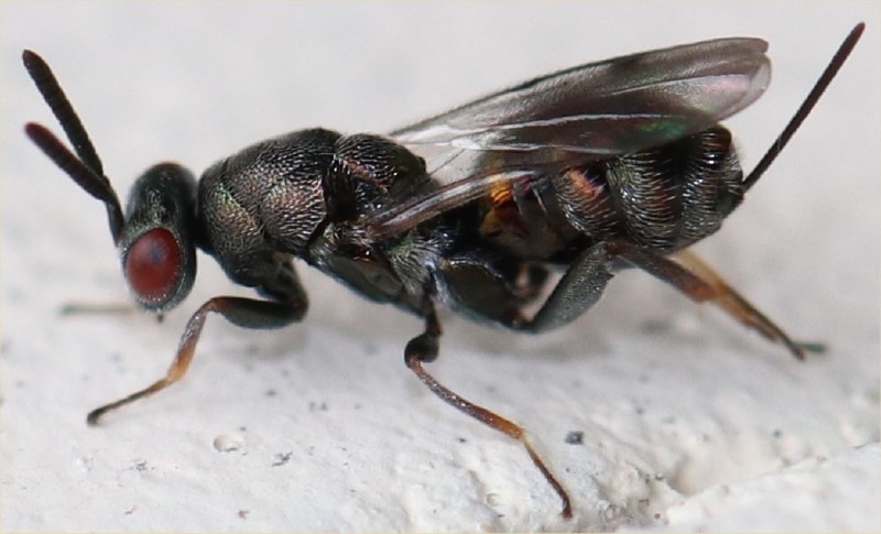 monodontomerus_sp_femelle.jpg