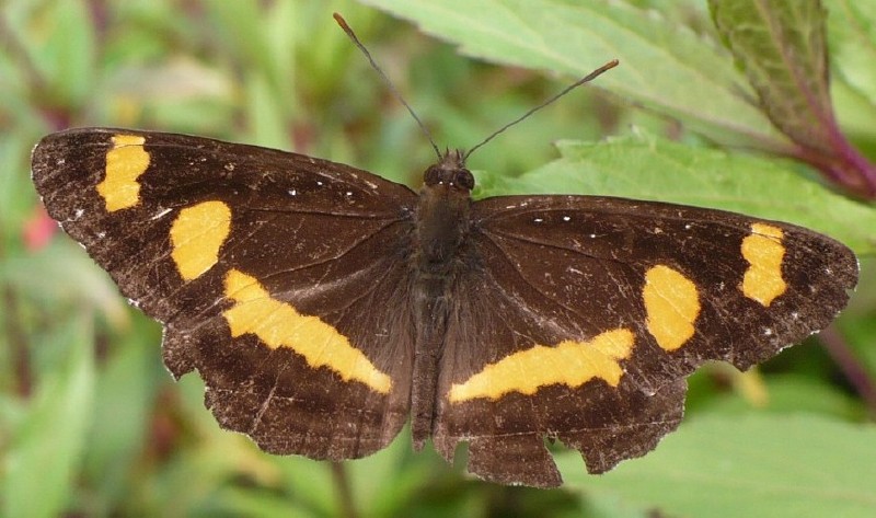 neptis_dumetorum.jpg