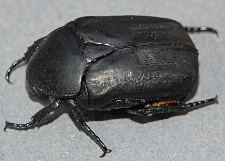 netocia_morio_dorsal.jpg