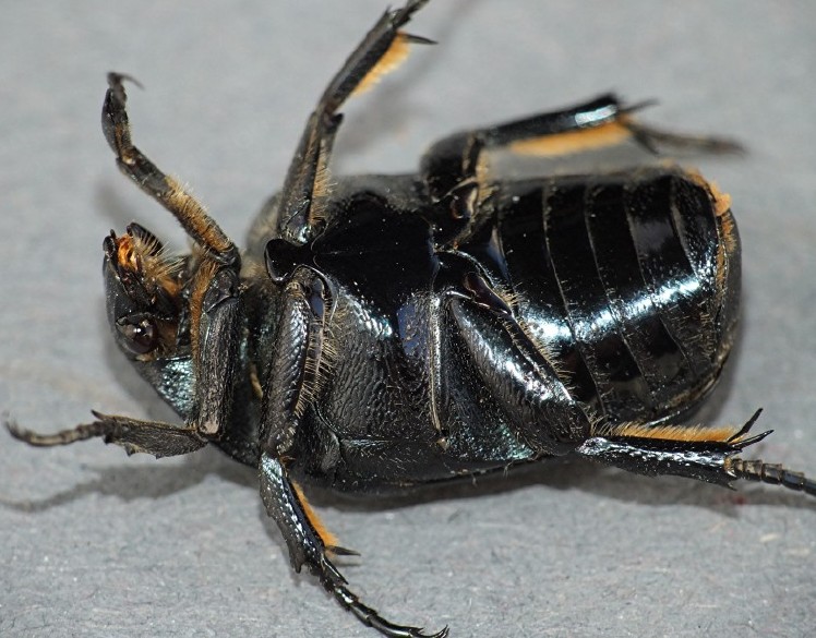 netocia_morio_ventral.jpg