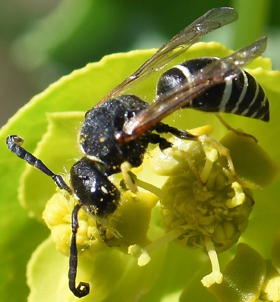 odynerus_melanocephalus_male.jpg