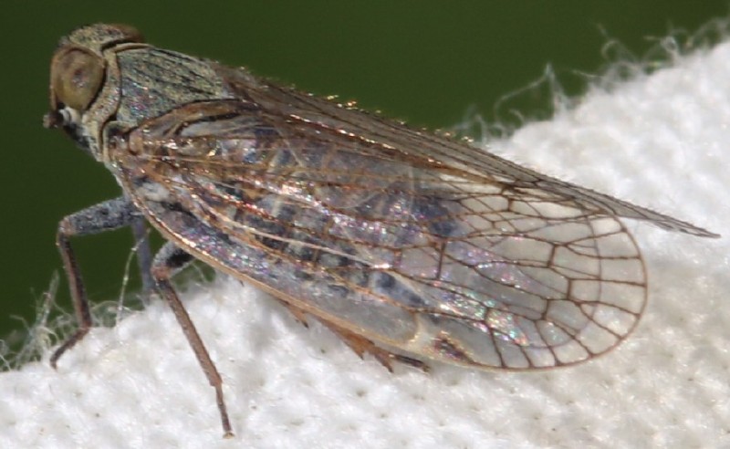 oliarus_leporinus.jpg