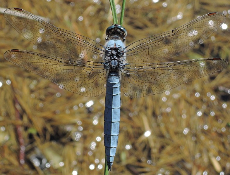 orthetrum_coerulescens_male.jpg