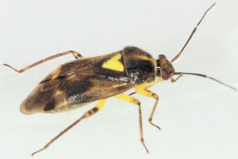 orthops_basalis.jpg