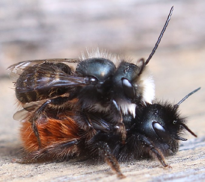 osmia_cornuta_couple.jpg