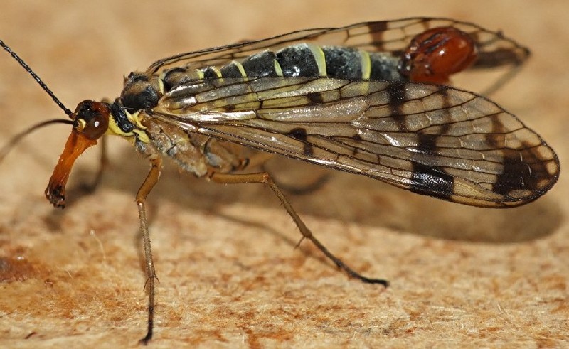 panorpa_gr_cognata_male.jpg
