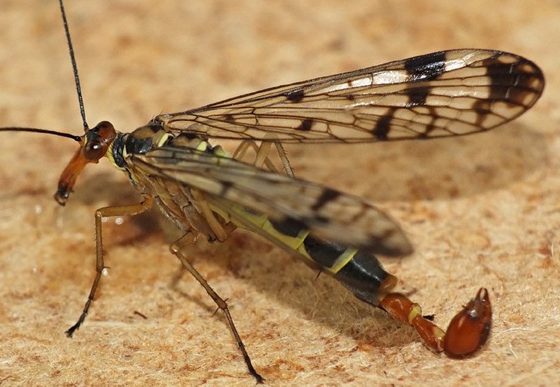 panorpa_gr_cognata_male_1.jpg