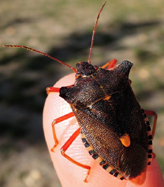 pentatoma_rufipes_doigt.jpg