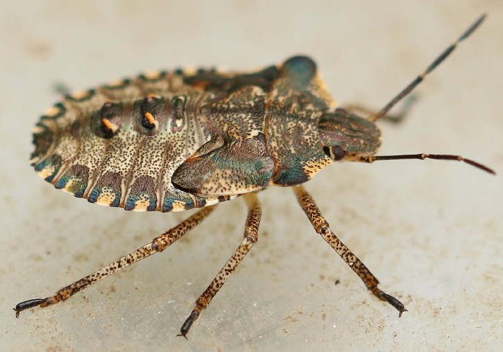 pentatoma_rufipes_juvenile.jpg