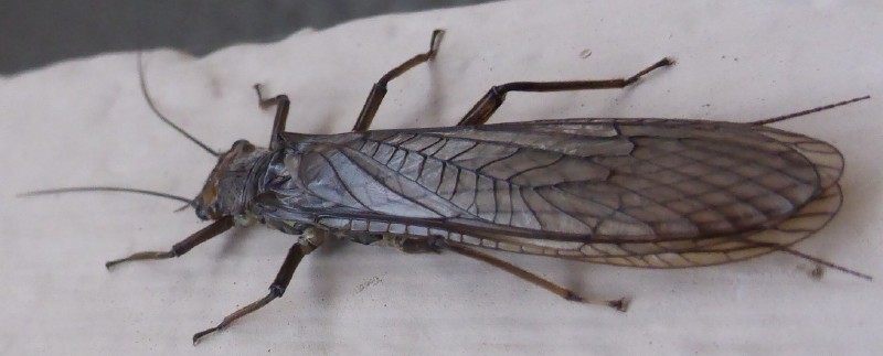perla_marginata.jpg