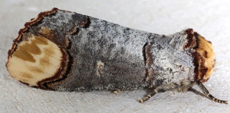 phalera_bucephala.jpg