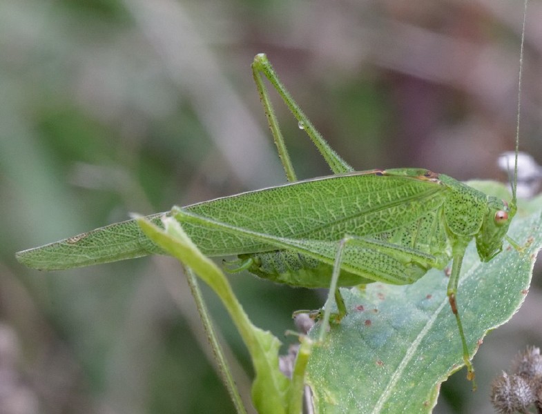 phaneroptera_falcata_male.jpg