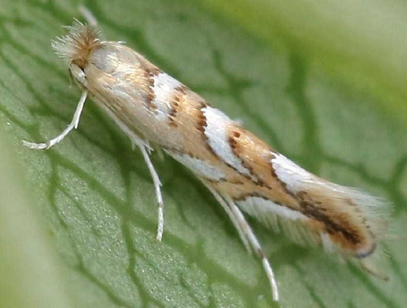 phyllonorycter_muelleriella.jpg