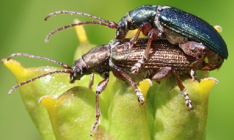 plateumaris_consimilis_copula.jpg