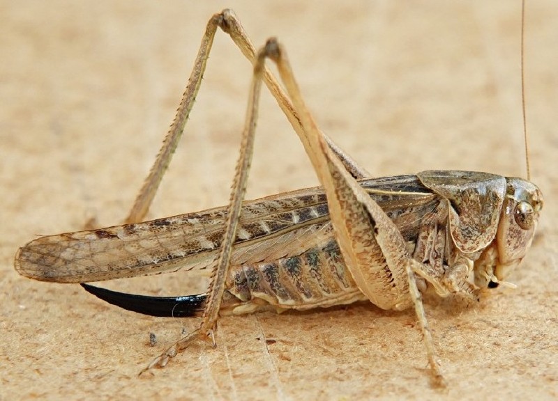 platycleis_affinis_femelle.jpg