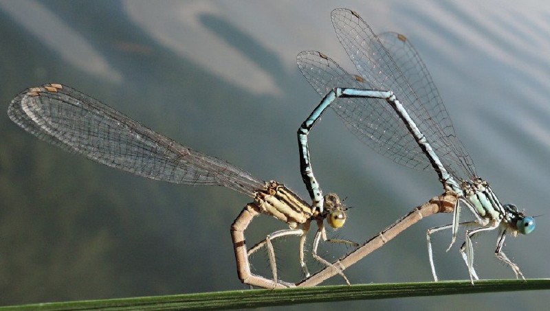 platycnemis_pennipes_copula.jpg