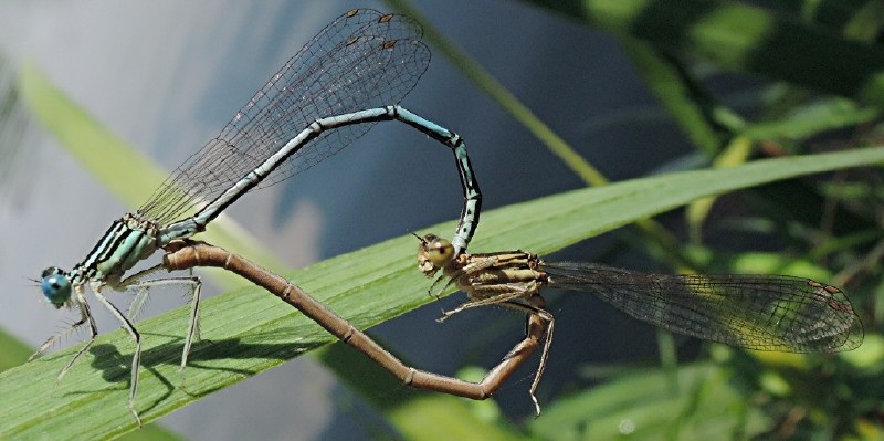 platycnemis_pennipes_copula_1.jpg