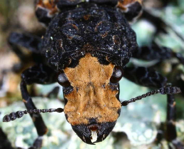 platyrhinus_resinosus_2.jpg
