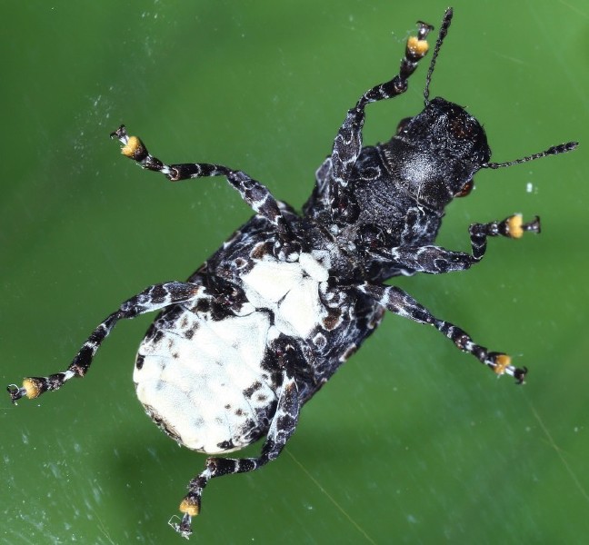platyrhonus_resinosus.jpg