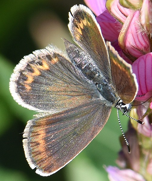 plebejus_argus_femelle.jpg