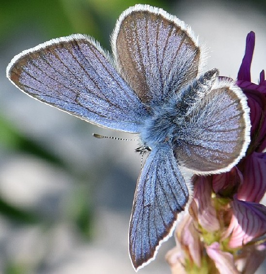 plebejus_argus_male.jpg