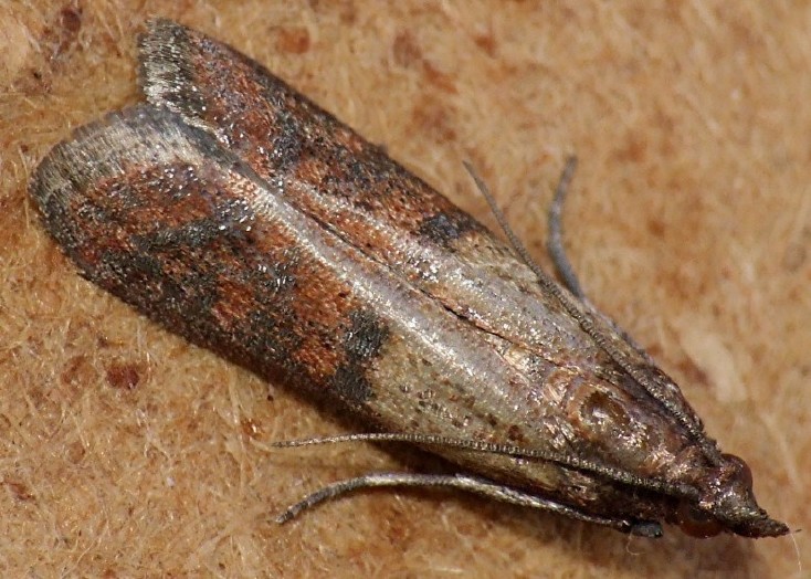 plodia_interpunctella.jpg