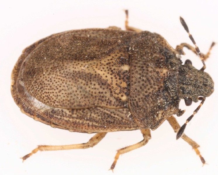 podops_inuncta.jpg