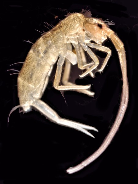 pogonognathellus_longicornis.jpg