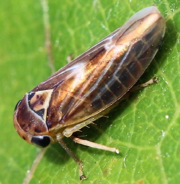 populicerus_populi.jpg