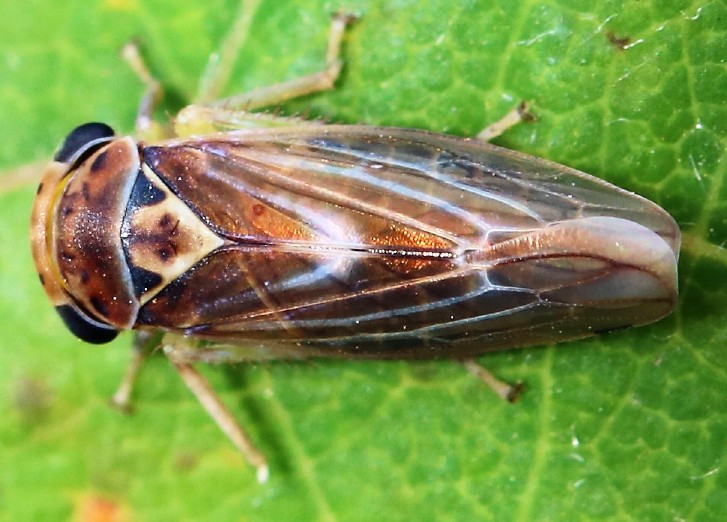 populicerus_populi_1.jpg