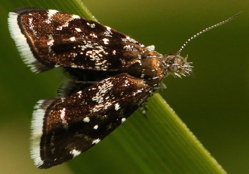 procheurotis_myllerana.jpg