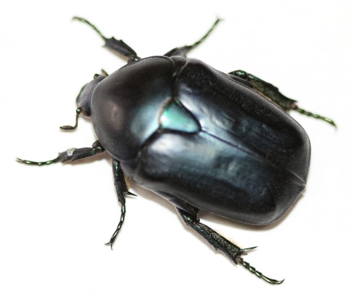 protaetia_opaca.jpg