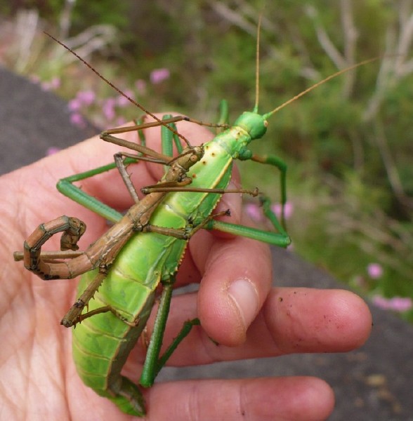 rhaphiderus_spiniger_couple.jpg