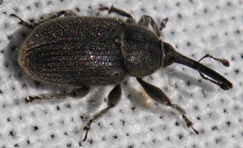 rhinusa_asellus.jpg