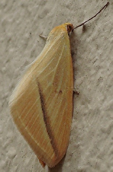 rhodometra_sacraria.jpg