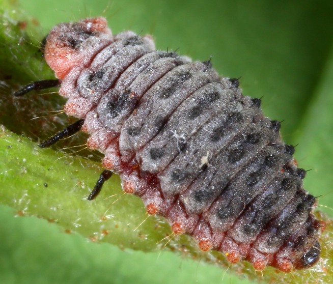 rodolia_cardinalis_larve_1.jpg