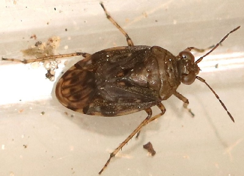 saldula_salsatoria.jpg