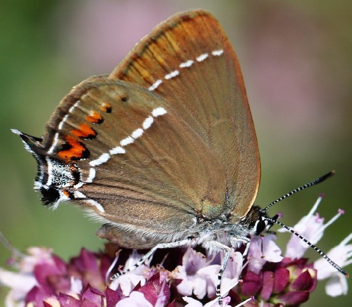 satyrium_spini.jpg