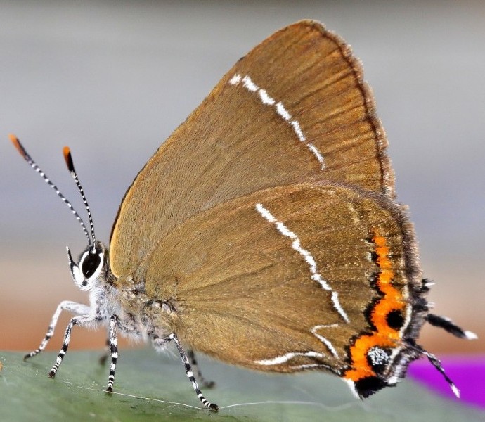 satyrium_w_album.jpg